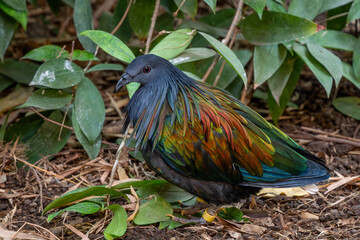 Nicobar Pigeon - Caloenas nicobarica, beautiful iconic pigeon from Eastern Asian forests and woodlands, Malaysia.
