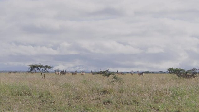 Wide pan shot of a collared female lion (panthera leo) walking near a herd of gazelles during the morning in Africa.
