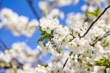 Spring background art with white cherry blossom on blue sky background