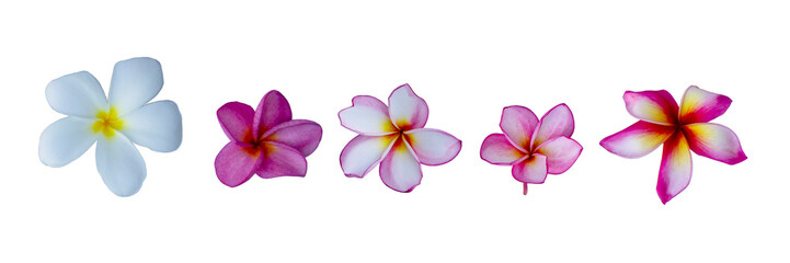 Fototapeta na wymiar set of white frangipani (plumeria) flower isolated on white background