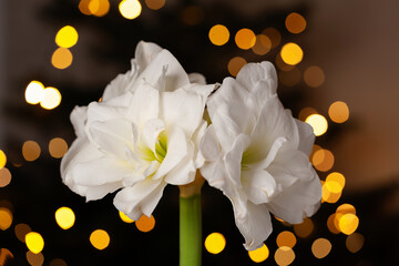 festive cozy interior arrangement, winter christmas concept, white amaryllis flower, lights