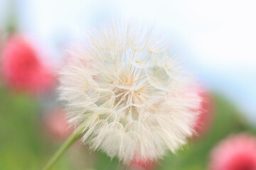 White flower Dandelion on beautiful colorful background. Taraxacum Erythrospermum. Abstract nature background of Dandelion in Summer. Silhouette head of Dandelion flower on a background of pink roses.