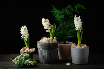 white pink hyacinth traditional winter christmas or spring flower on black background