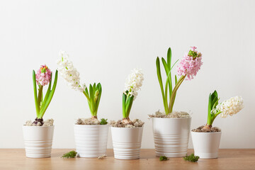 white pink hyacinth traditional winter christmas or spring flower