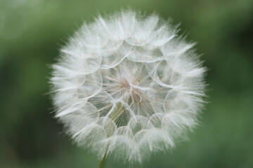 Dandelion flower. Taraxacum Erythrospermum. Abstract nature background of Dandelion in spring. Silhouette head of Dandelion flower flower on a green background . Seed macro closeup.