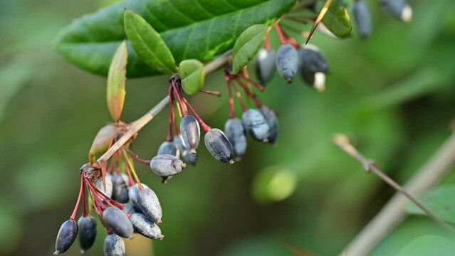 Wintergreen barberry - Latin name - Berberis julianae. Blue elongated berries of Wintergreen barberry, also called Chinese barberry