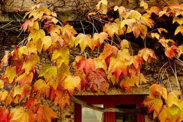 autumn leaves in the garden