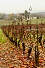 vineyard in autumn, France 