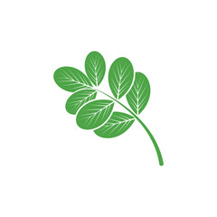 Moringa logo vector template symbol nature