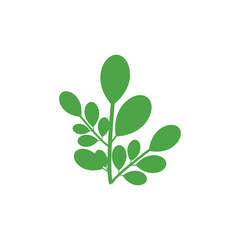 Moringa logo vector template symbol nature