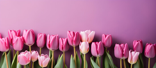 Purple tulips on an isolated pastel background with copy space, - obrazy, fototapety, plakaty