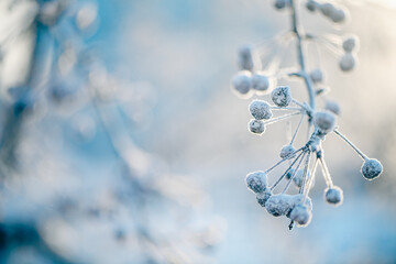 Natural winter background. frozen branches and leaves, all covered in snow