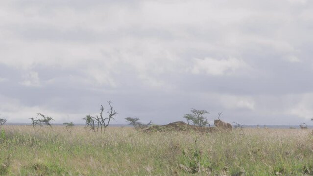Wide shot of a collared female lion (panthera leo) walking up a termite mound and scanning the area at morning in Africa.