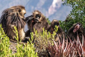 Group of Gelada monkeys (Theropithecus gelada) in Simien mountains, Ethiopia