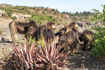 Group of Gelada monkeys (Theropithecus gelada) in Simien mountains, Ethiopia