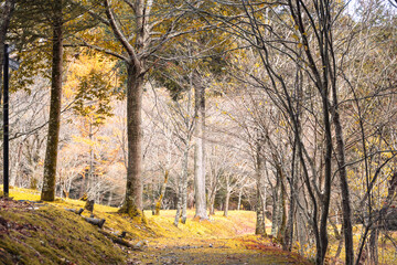 森,日本,愛媛,秋