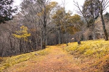Fototapeta premium 森,日本,愛媛,秋