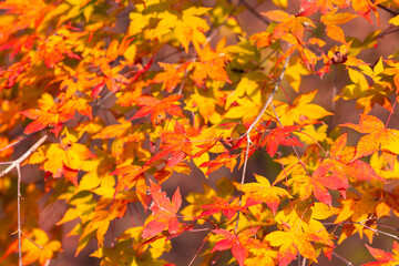 紅葉,日本,愛媛,秋
