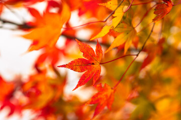 紅葉,日本,愛媛,秋