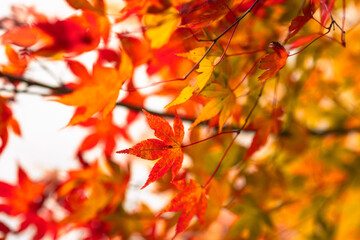 紅葉,日本,愛媛,秋