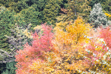 紅葉,日本,愛媛,秋