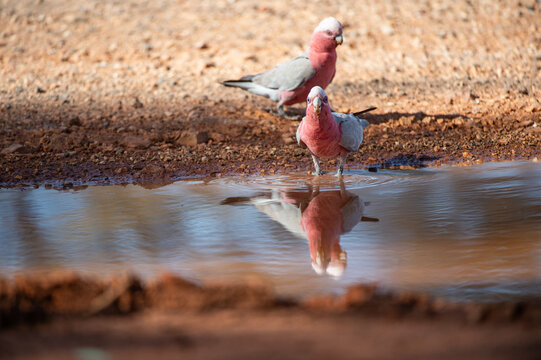 red billed stork