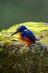 kingfisher on the stone