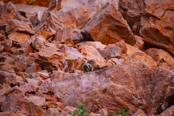a wallaby at the red rock