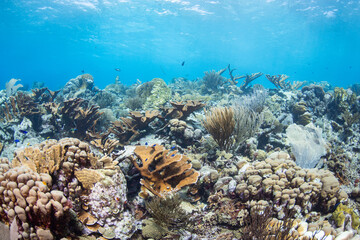 Naklejka na ściany i meble Tropical coral reef.