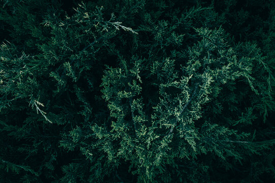 Dark green Creeping Juniper bush branches pattern texture
