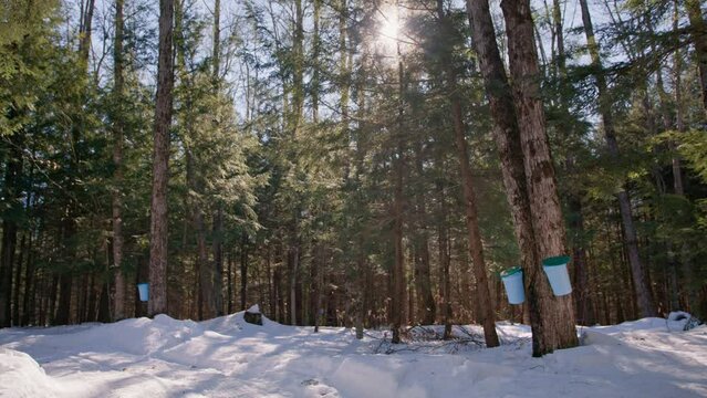 Maple Tree Tapping, Maple Syrup Collection in a Snowy Maple Forest, 4K