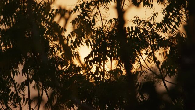 A twilight silhouette dramatic shot of the tree leaves or branches against the orange morning sky, sunlight and sunshine with smooth bokeh. For text, title background, or template 