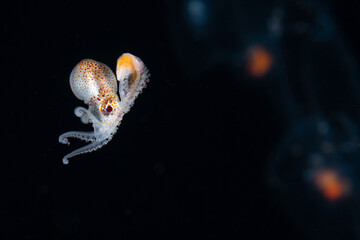 Young female paper nautilus argonaut carrying its newly forming shell.