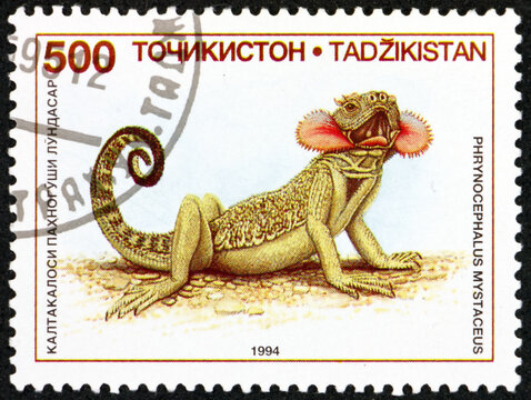 Postage stamp Tajikistan 1995 toad headed agama, phrynocephalus mystaceus, is a species of agamid lizard found in central Asia