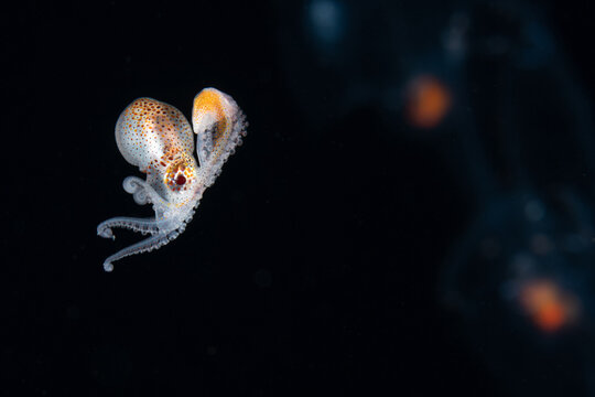 Young female paper nautilus argonaut carrying its newly forming shell.