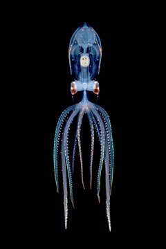 Deep sea squid.