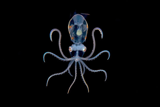 Deep sea ocean squid.
