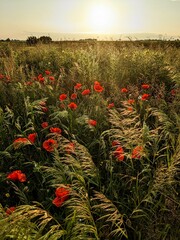 poppy field sunset