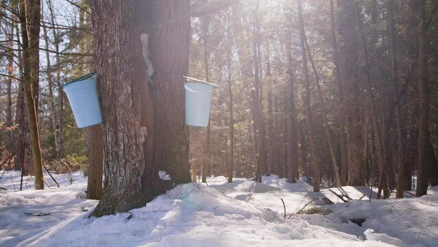 Maple Tree Tapping, Maple Syrup Collection in a Snowy Maple Forest, Medium Shot, 4K
