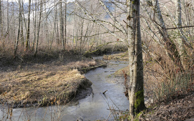 December in the woods near Squamish River and the Brackendale Eagle Run in Squamish, British...