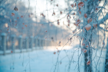 Birch in winter, snow-covered, frozen. Natural Winter Background