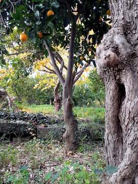 Un piccolo scorcio di campagna siciliana, un arancio e un ronco di ulivo.