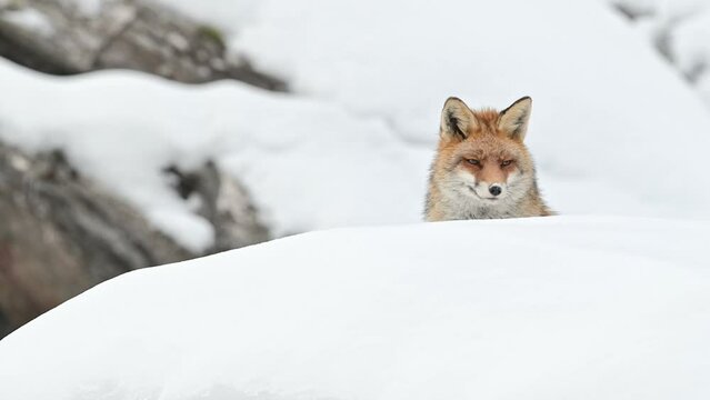 The amazing red fox on snow (Vulpes vulpes)