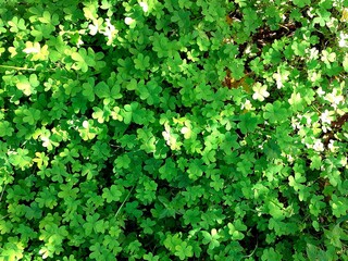 Un campo di trifoglio illuminati dal sole.