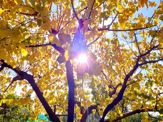 Il sole ci abbaglia attraverso le foglie gialle di un albero in autunno.