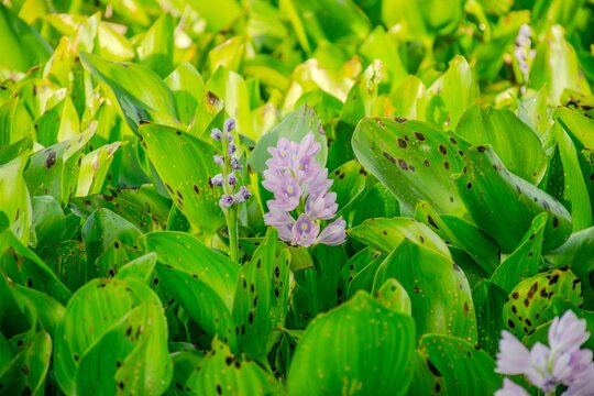 Purple water hyacinths are blooming