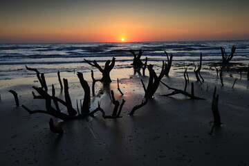 Scenery view of the silhouette group of dead mangrove with beautiful sunrise nearby Sao Iang Beach...