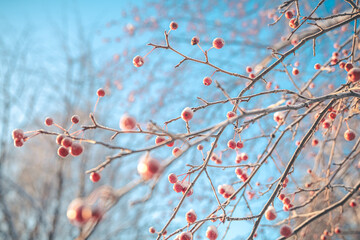 Small apples in winter under the snow - obrazy, fototapety, plakaty