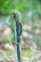 close up of a caterpillar on a branch