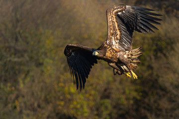 Eagle flying. White tailed eagles (Haliaeetus albicilla) flying on a field in the forest of Poland searching for food in the morning.